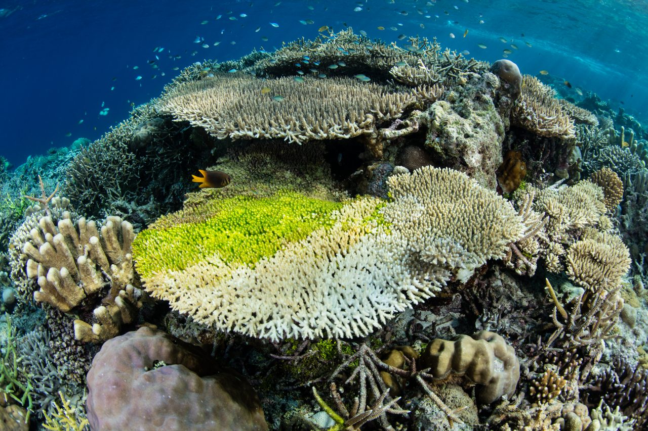 A coral colony is succumbing to disease on a reef in Raja Ampat, Indonesia. This tropical region is likely the center for marine biodiversity and is a popular destination for divers and snorkelers.