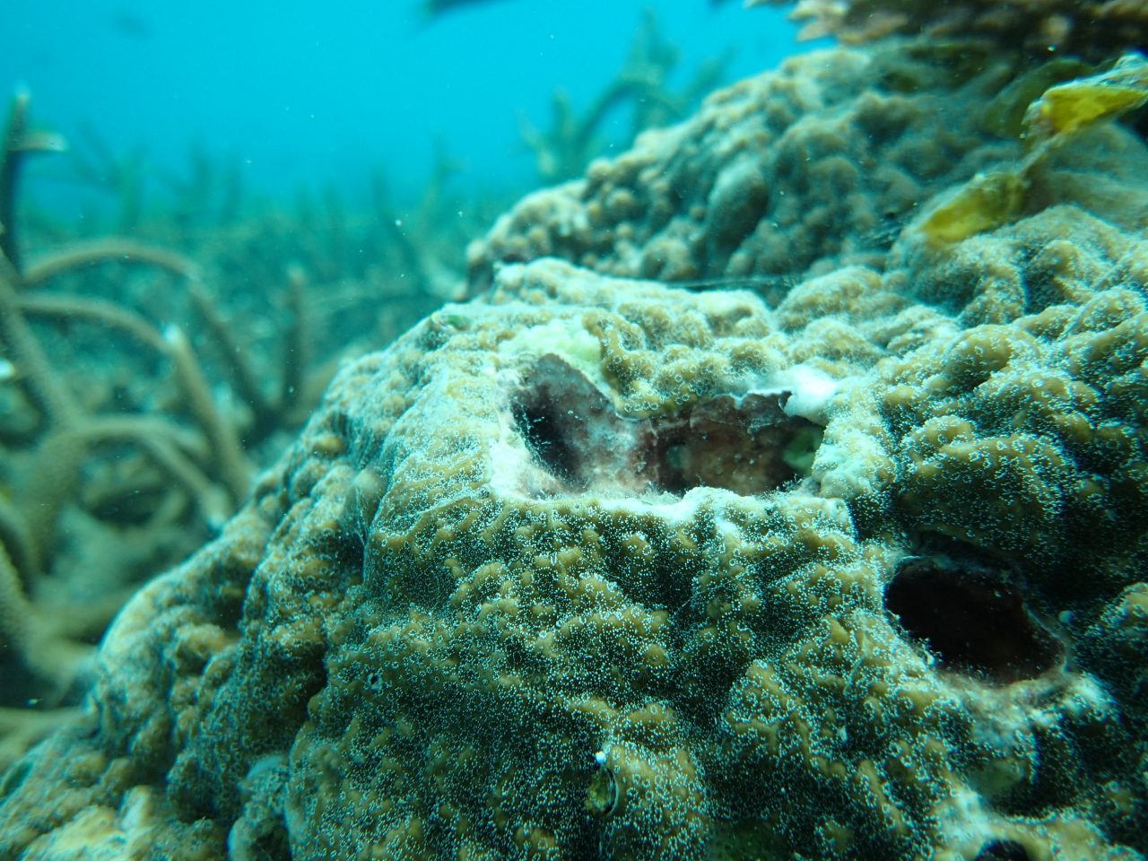 coral disease found in coral reef area at Tioman Island, Malaysia