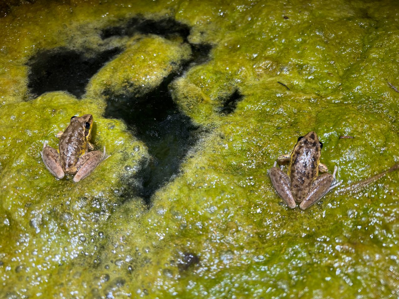 Top view of two Spalding rocket frogs on moss