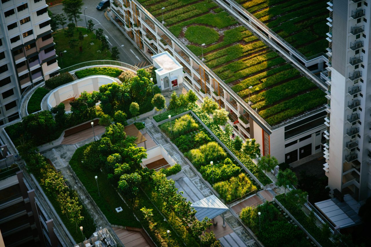 Green rooftops