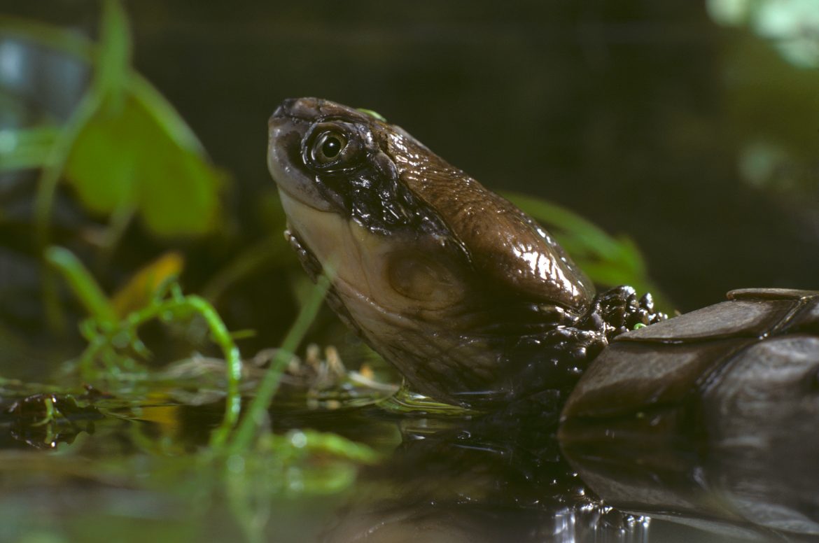 The western pond turtle (Actinemys marmorata or Emys marmorata), or Pacific pond turtle is a small to medium-sized turtle growing to approximately 20 cm (8 in) in carapace length. It is limited to the west coast of the United States of America and Mexico, ranging from western Washington state to northern Baja California.