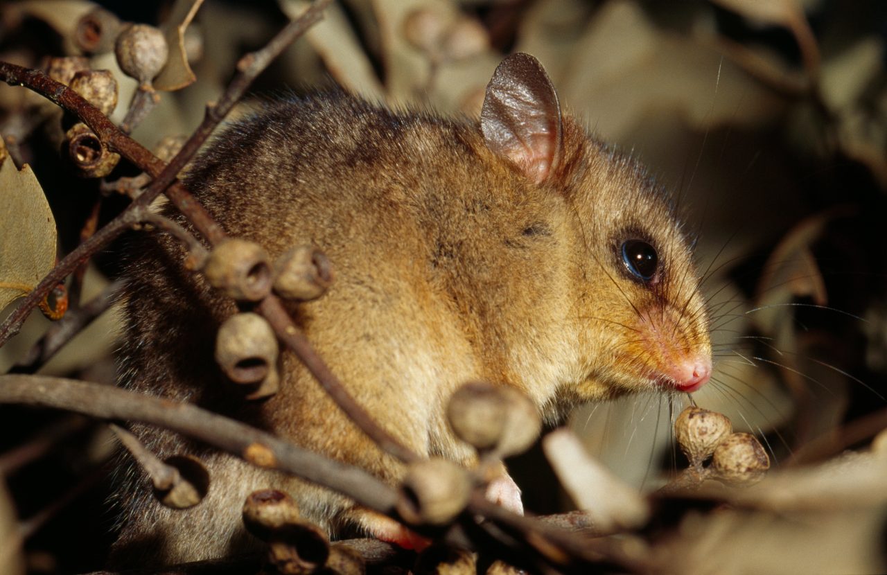 An endangered mountain pygmy possum, a burramys.
