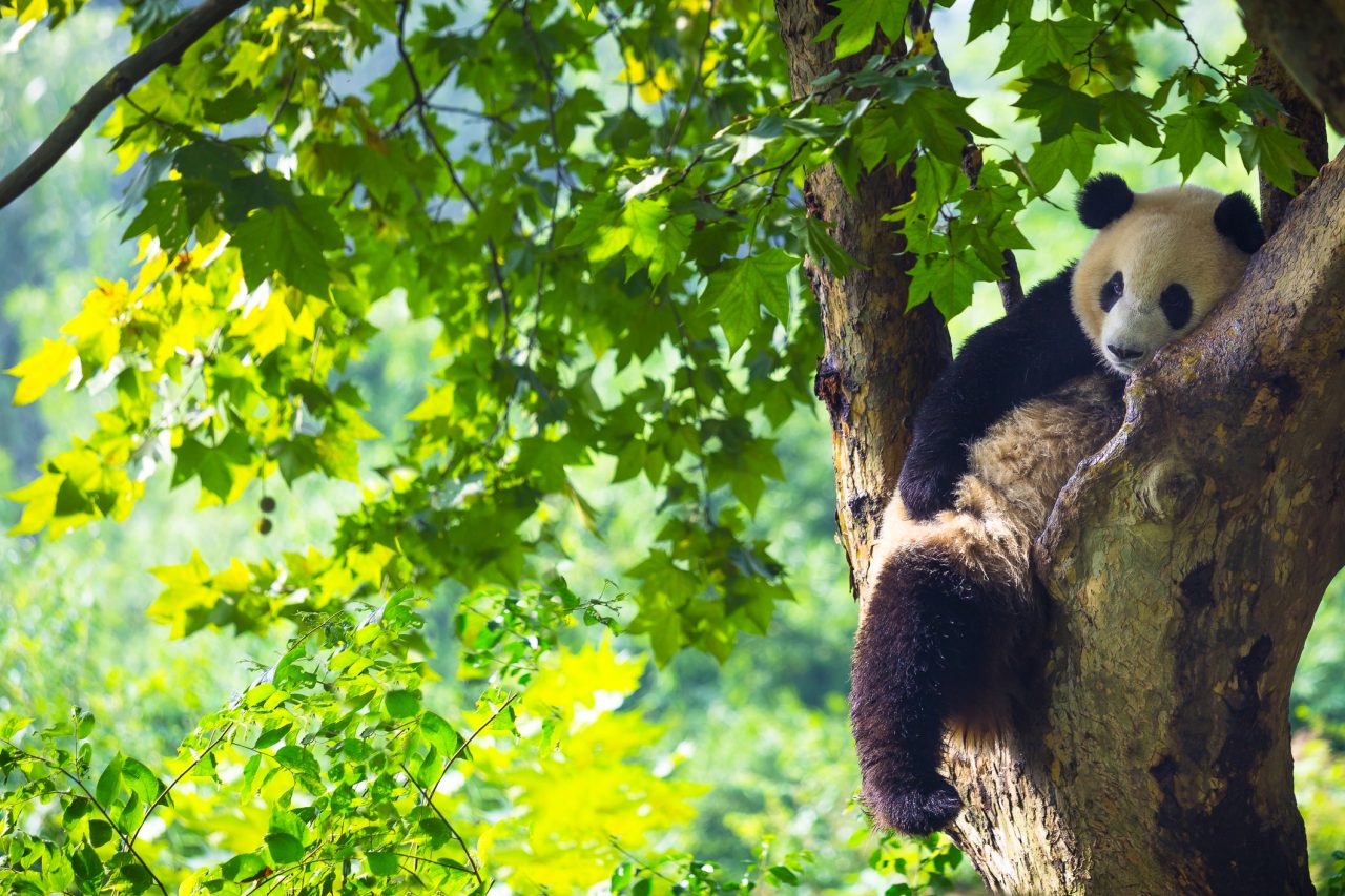 Panda resting in a tree in Chengdu panda base ( Chengdu ; Sichuan ; China )