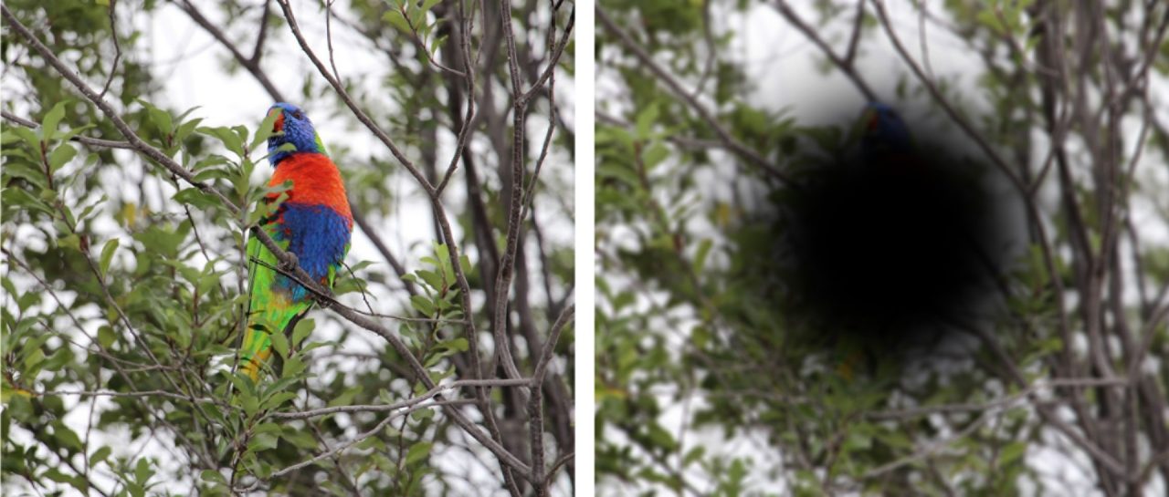 Two exact same images, side-by-side, of a lorikeet in a tree, but the image on the right has a dark blur over the lorikeet