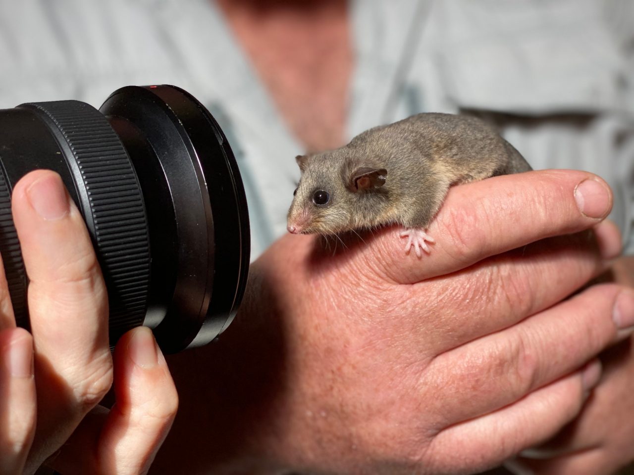 Mountain pygmy-possum 