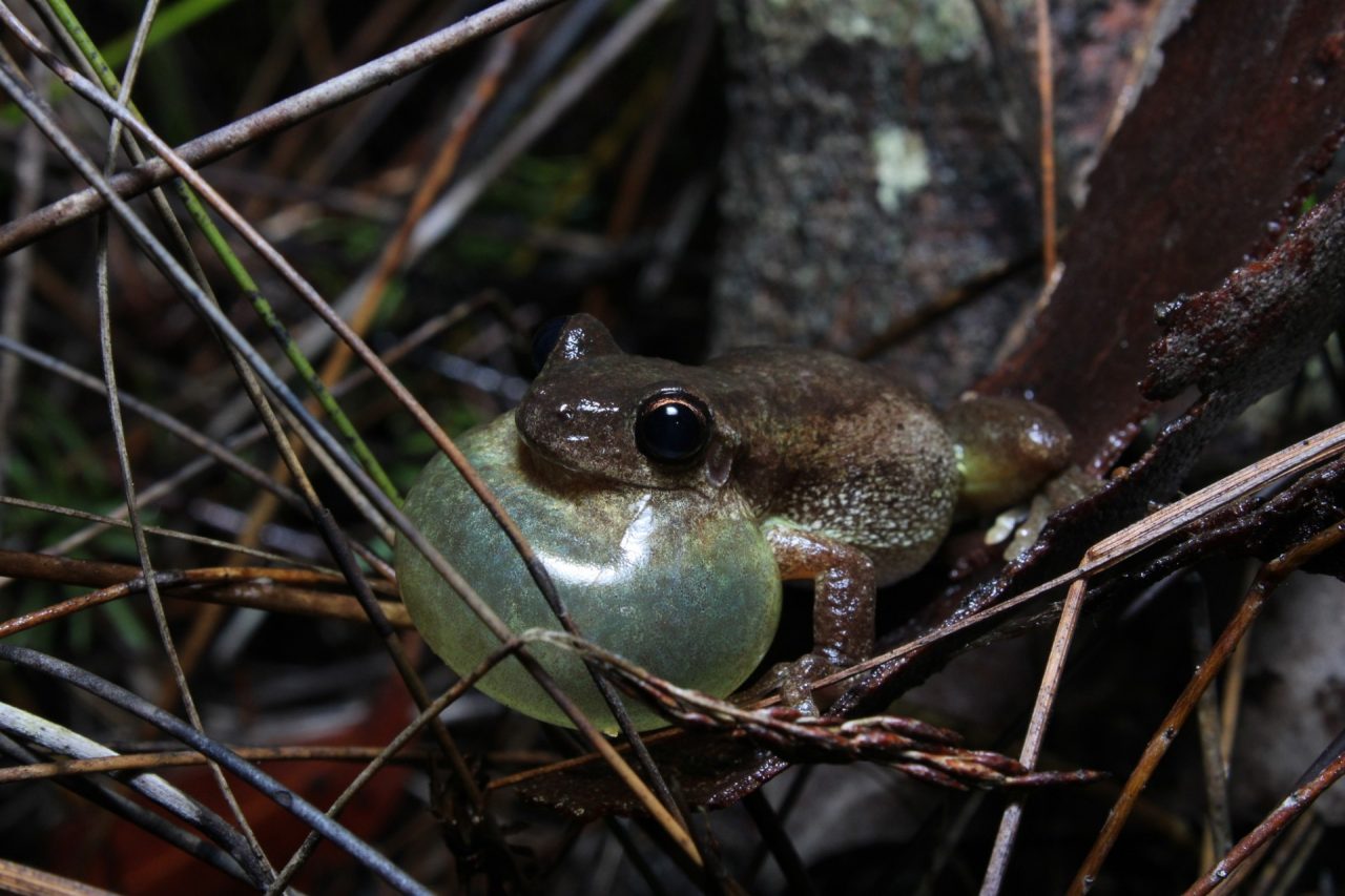 A frog with its air sac fully inflated mid-croak