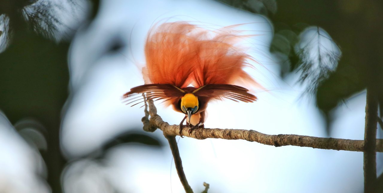 A pink and gold bird with a thick plume of tail feathers dances on a tree branch