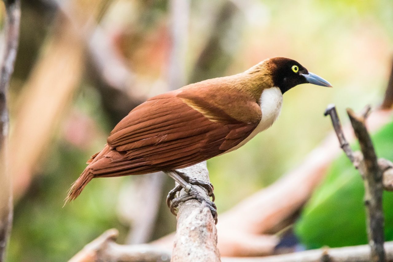 A bird with a grey green back and wings, a white breast, and a dark face with yellow eyes sits on a branch