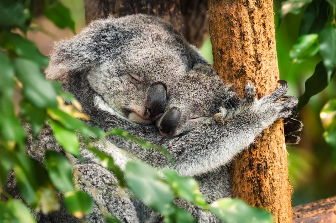 Two koalas hugging in a tree
