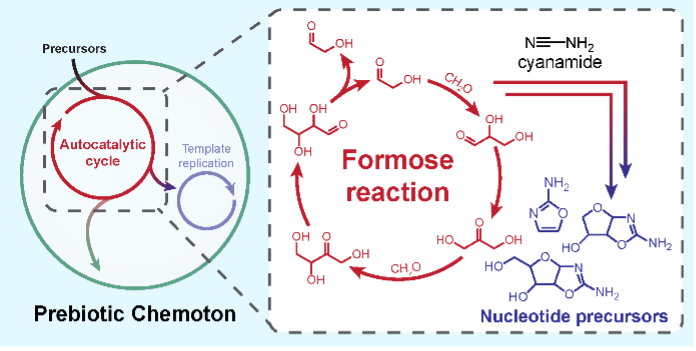 Reaction involve autocatalytic cycle and formose reaction