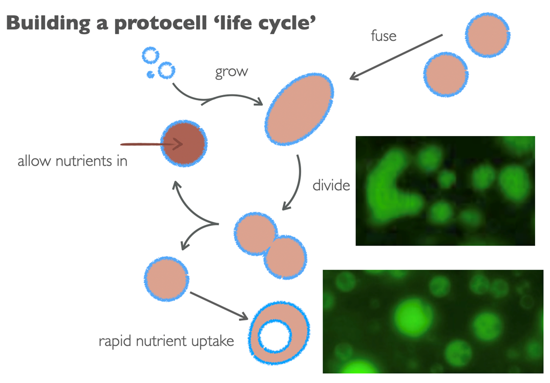 Building a protocell life cycle diagram