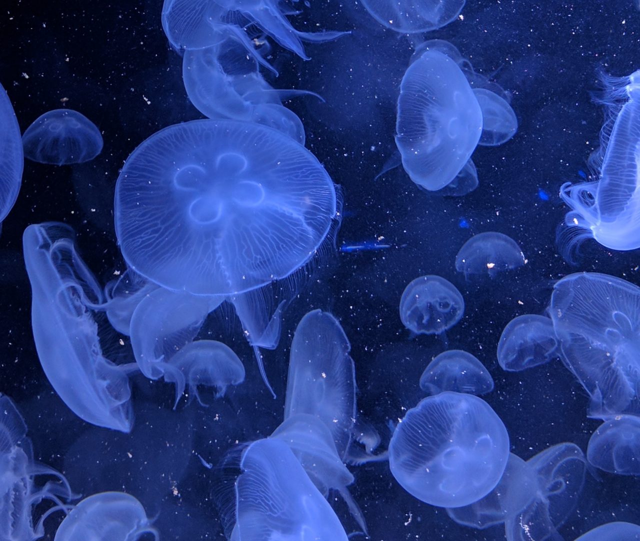 lots of jellyfish in the ocean
