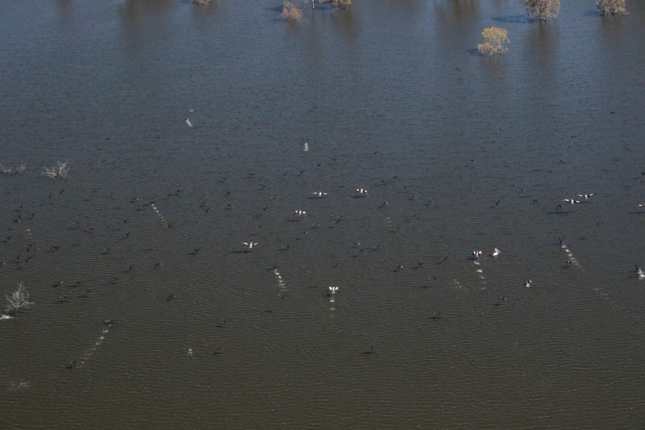 2017 Waterbird Survey 63