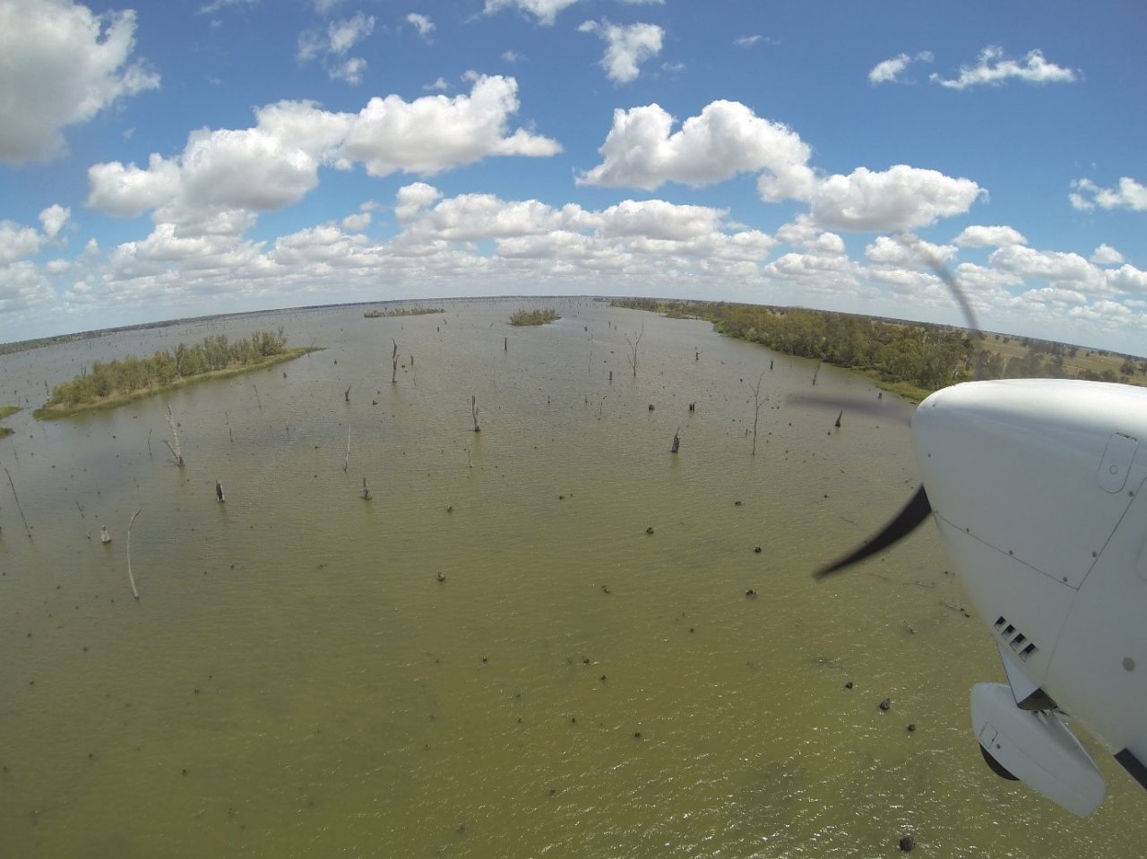 2017 Waterbird Survey 61