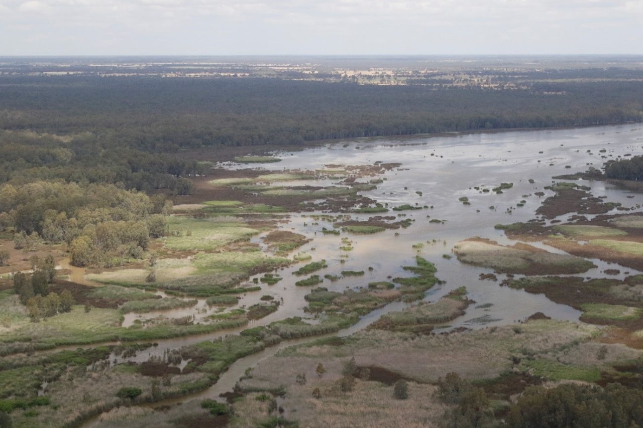 2017 Waterbird Survey 62