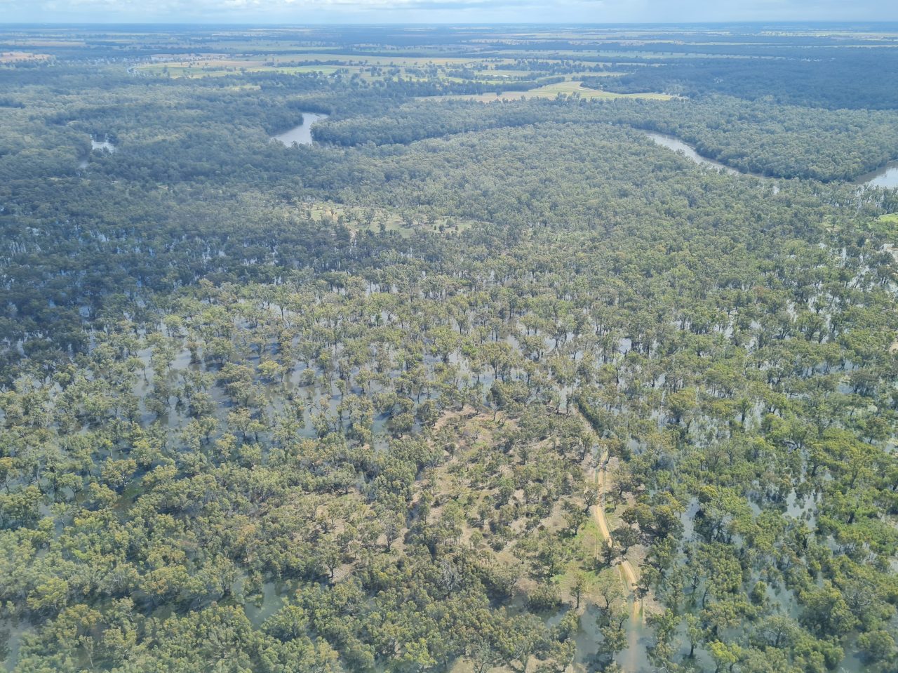Aerial photo of a river in flood and inundating a forest of trees, the water is visible between the trees. Horizon is at top of the picture, and has a bright sky.
