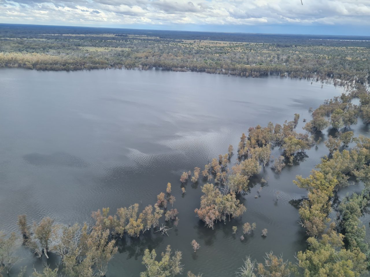 Aerial photo of lake inundating surrounding trees. 