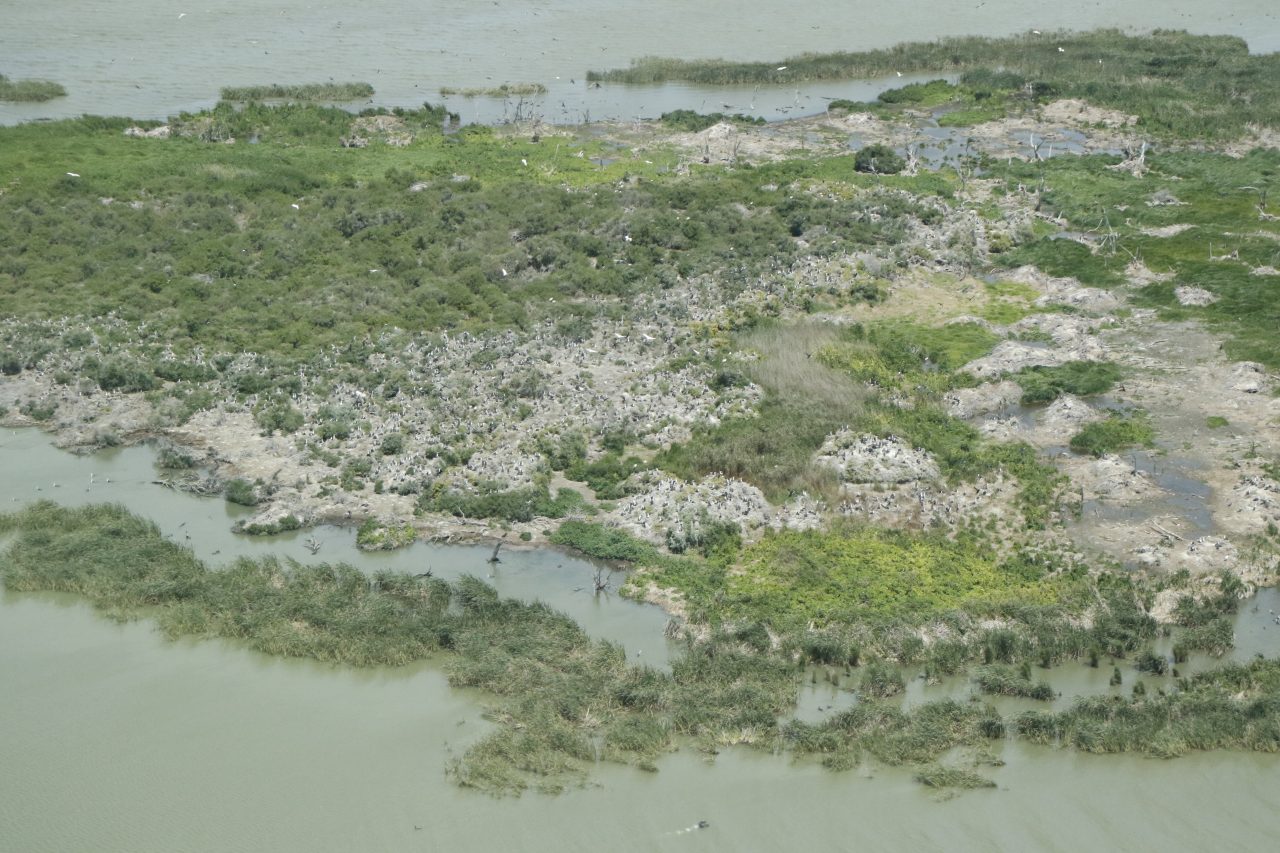 Aerial photo of many pied cormorants gathering to nest and flying above an island covered with low vegetation in a lake
