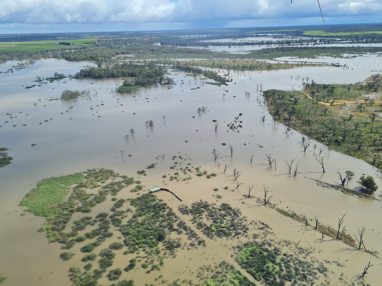 Aerial photo of flooded wetland with brown water spreading across the floodplain. The areas above the water line are green. There are areas with dead trees within and outside the water line.