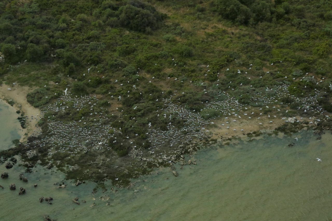 Aerial photo of many white birds, some flying some nesting on the edge of the land next to a coastal lake, The land is covered in low green vegetation. 