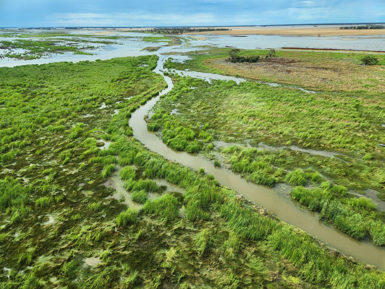 Aerial photo of a wetland that has formed channels in reed covered landscape