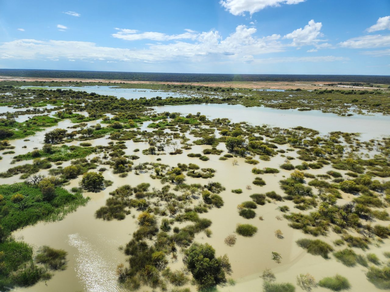 Aerial photo of lake water inundating a floodplain covered in sparsely growing green shrubs