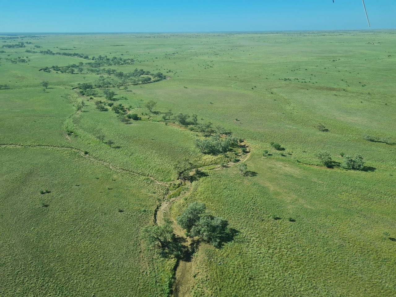 Aerial photo of vegetated green plains with a dry channel lined with trees meandering through the floodplain