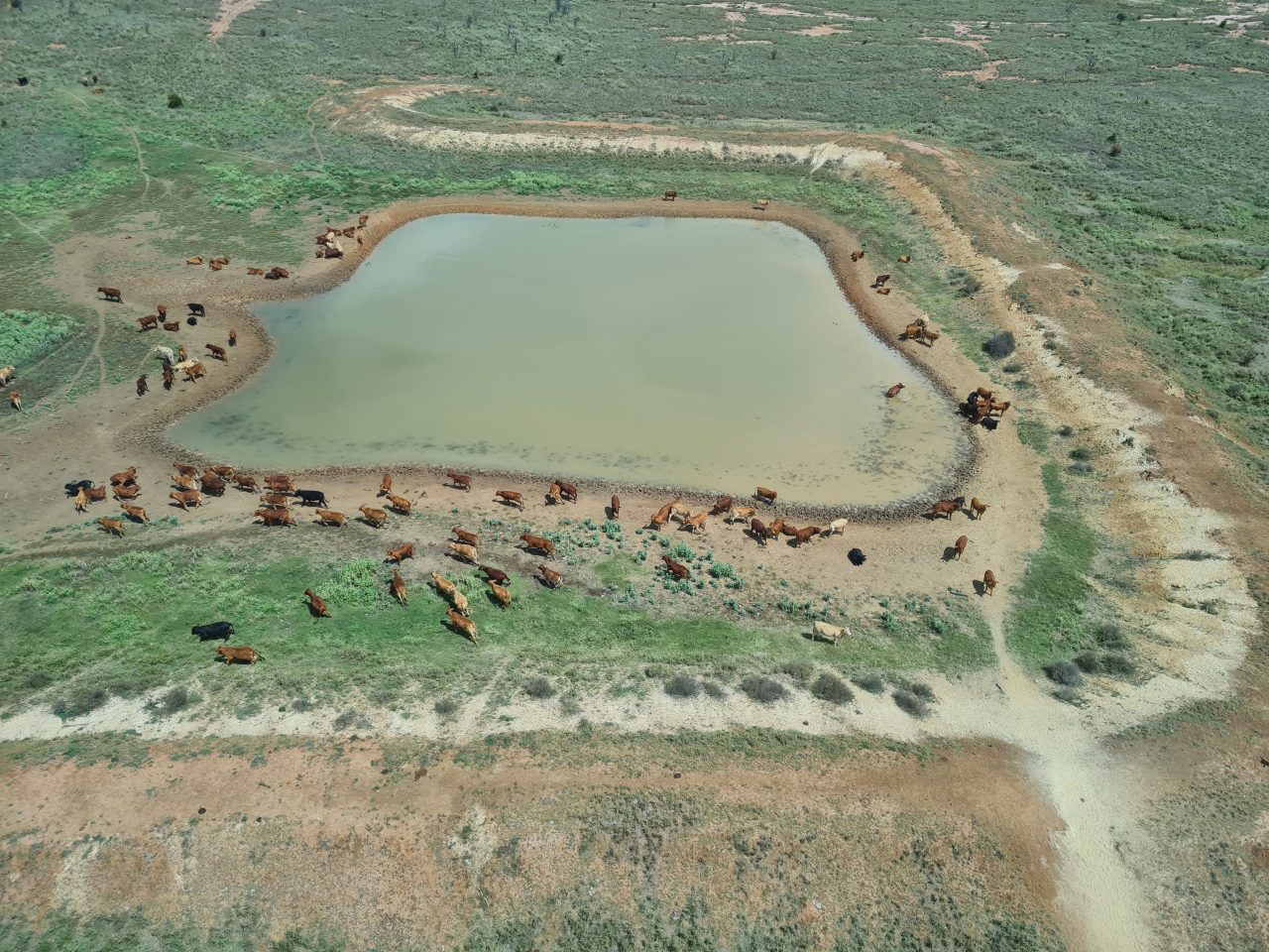 Aerial photo of a herd of cattle standing and some drinking at a round cornered rectangle dam surrounded by concentric rings of the dam's shape showing previous high water marks in a floodplain covered with low, green vegetation