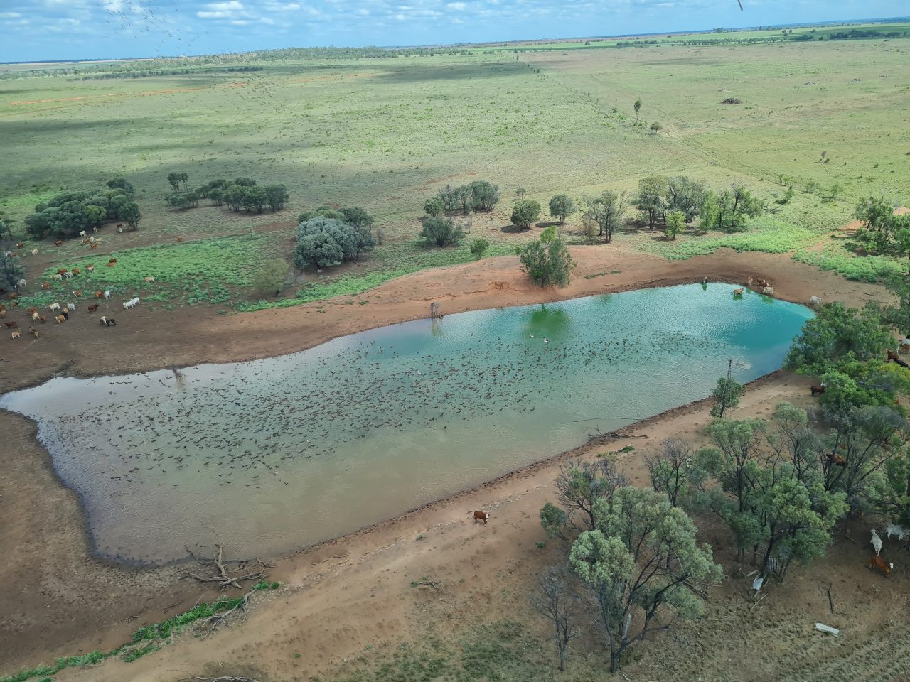 Aerial photo of around 1000 whistling ducks on and around the water of a rectangle shaped farm dam with light green water and dark orange soil surrounding it. The plain extenda to the horizon and is covered in green ground cover vegetation. There are cattle close by the dam