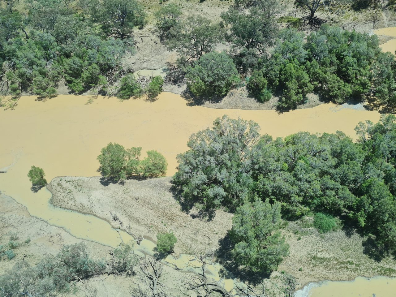 Aerial ohoto of section of river with yellow-brown water running up to the green tree line