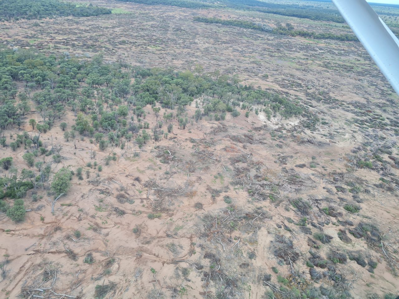 Aerial photo of landscape in central Queensland showing the red-brown soil due trees being  cleared. Trees still lying on ground where they've been cut . Trees  that remain standing are next to the square cleared area.