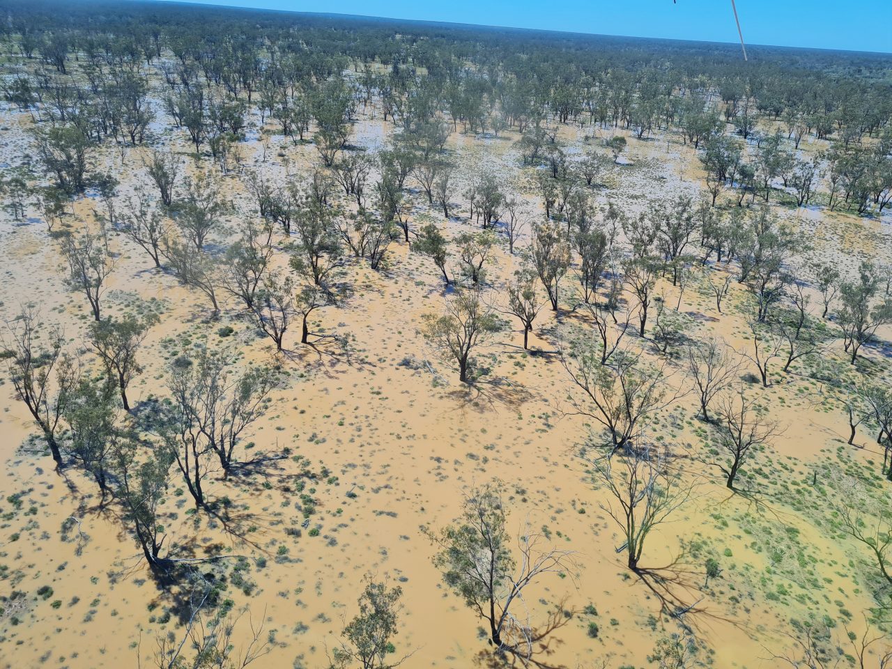 Aerial photo of  trees and ground vegetation being inundated by a shallow flow of orange water
