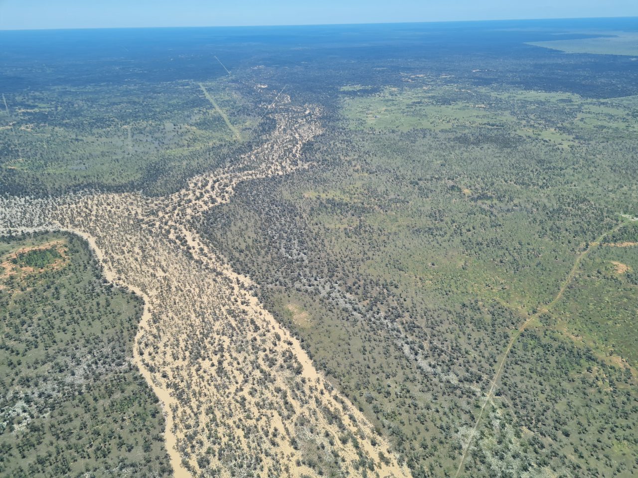 Aerial photo of a large flooded creek bifurcating and continuing to flow across the landscape. The water is light brown and is spreading through trees that are growing along the creek bed. The surrounding landscape is green and vegetated