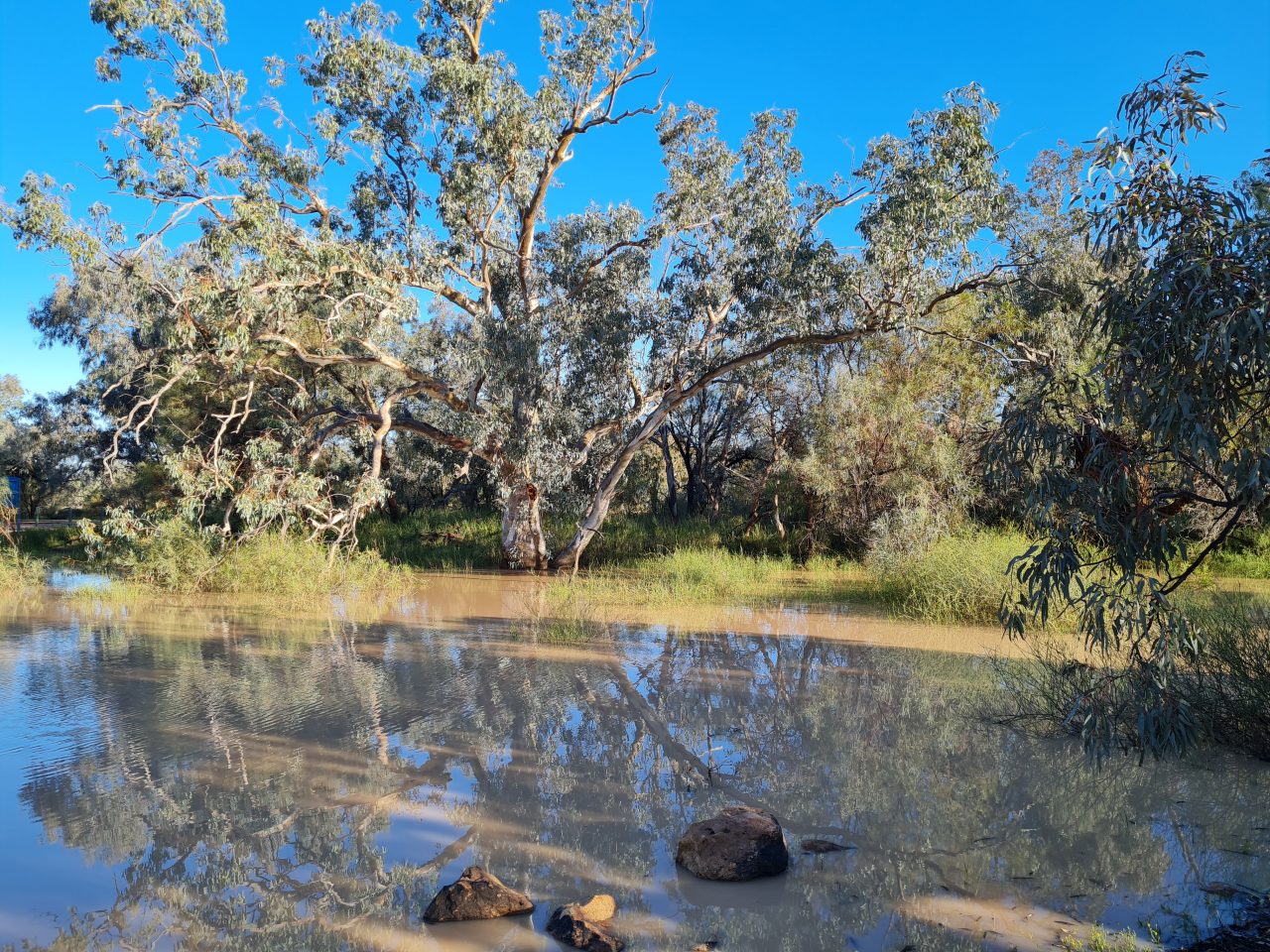 Photo of trees and low vegetation surrounded by a shallow flood of water on a sunny day with bright blue sky