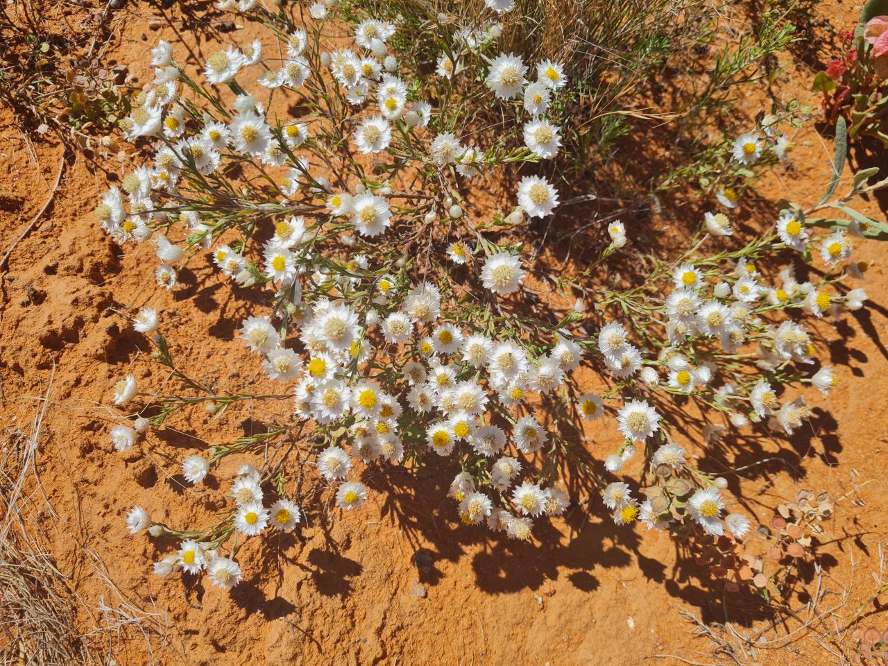 Close up photo of a cluster desert flowers that have petite white petals with yellow centres at the end of light green stems and leaves. The ground is bright orange soil