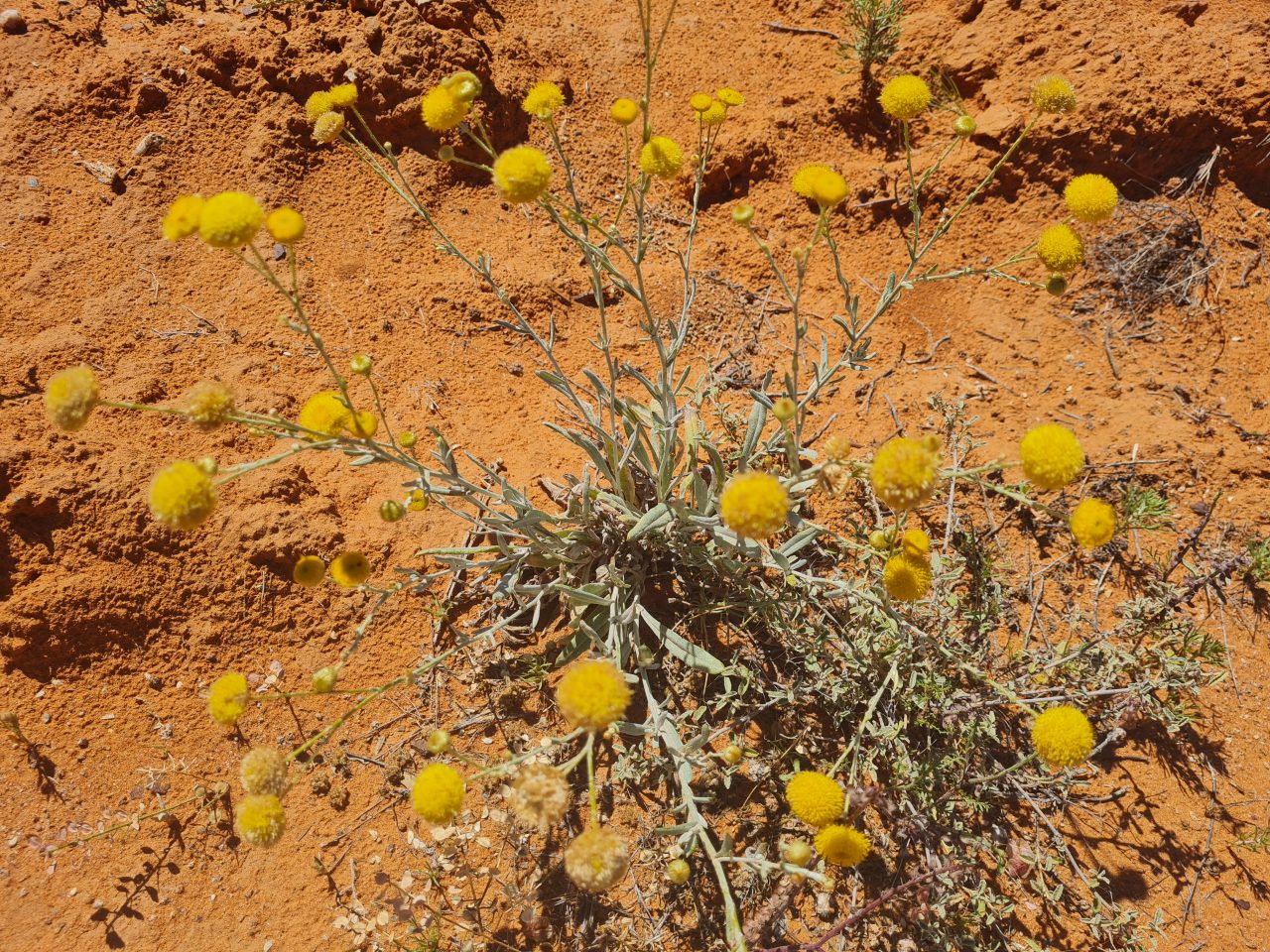 Close up photo of desert flowers that are bright yellow pom pom shaped at the end of very light green stems and leaves. The ground is bright orange soil