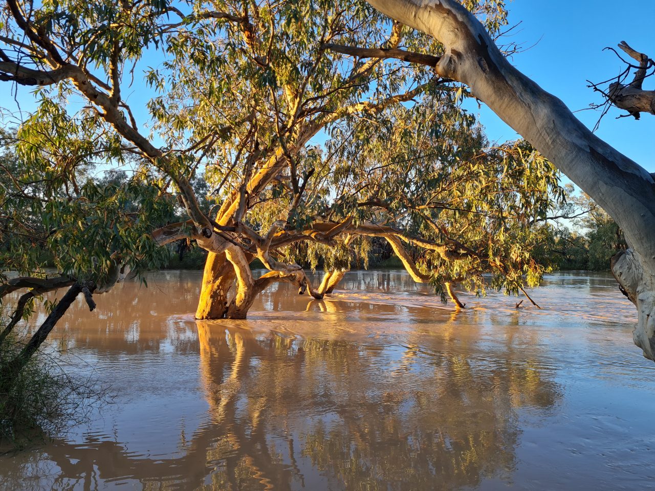 Photo of eucalypt being inundated by flowing floodwater in a river. with branches above the water and trunk submerged. Water is light brown colour. Tree is golden from the morning sunrise 