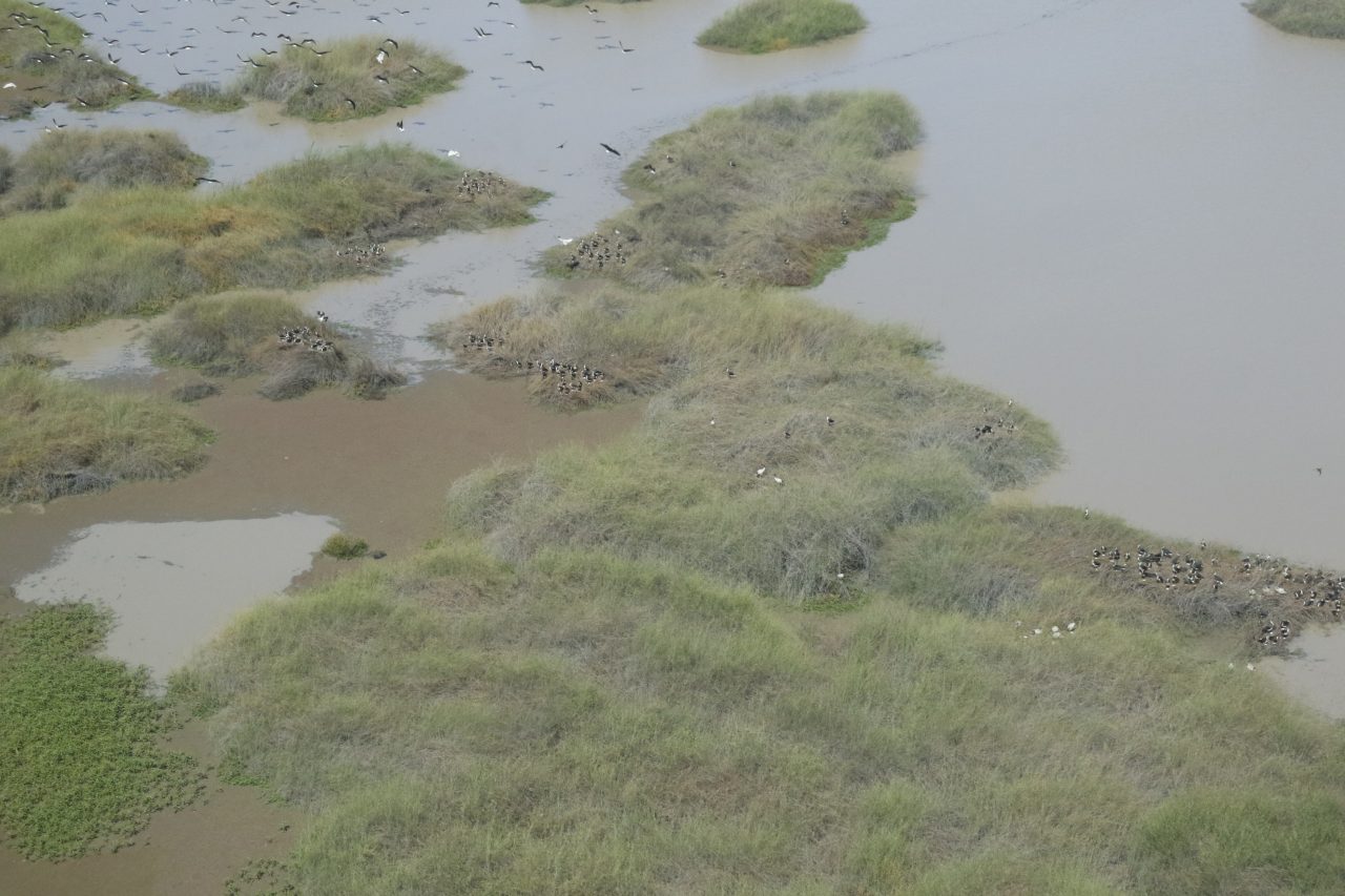 Aerial photo of a colony of ibis with some birds flying, some in vegetation. The vegetation is on islands within a lake. The water of the lake is brown. 