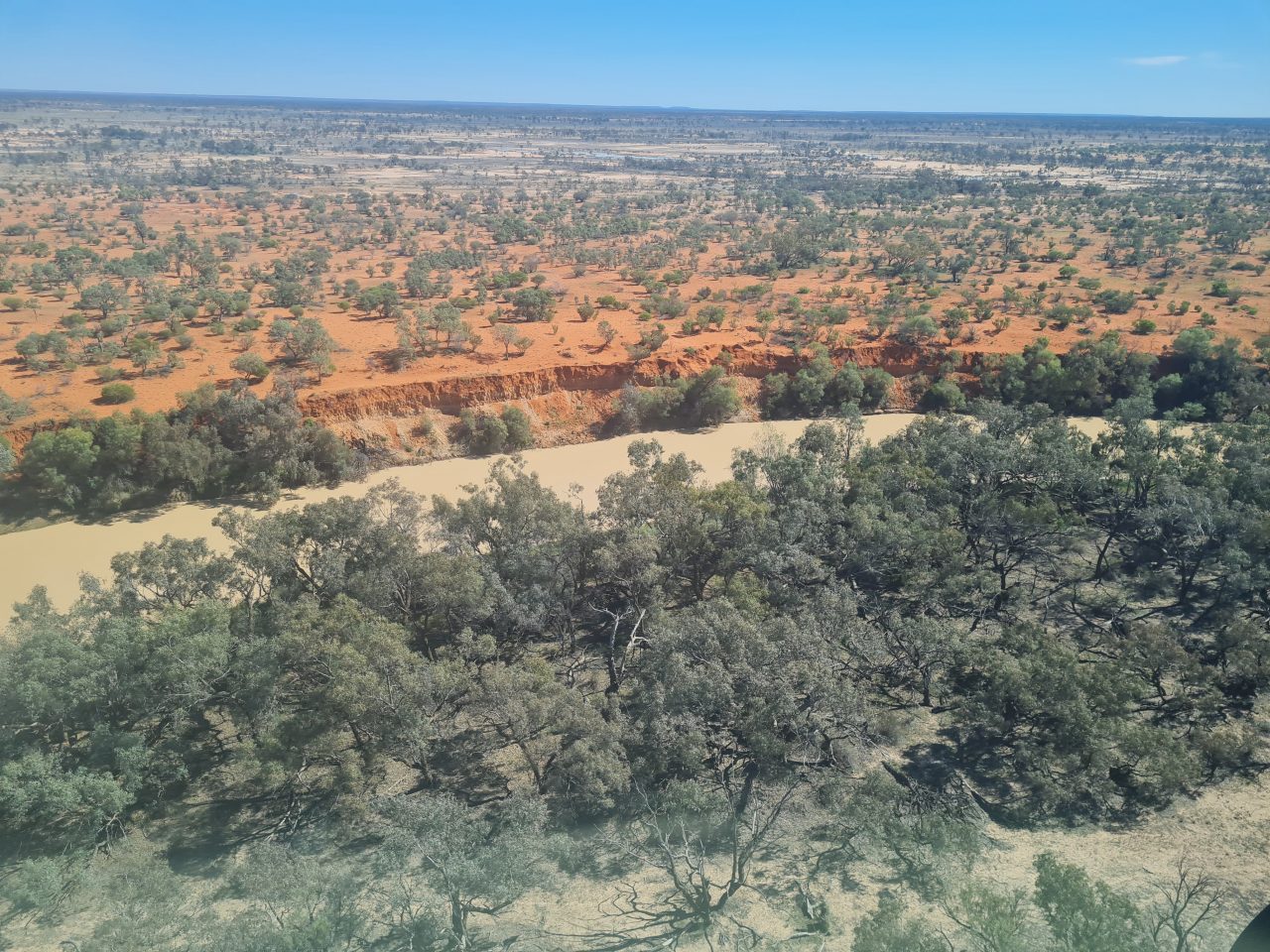 Aerial photo of steep cliff like river bank being cut of bright orange sand dune by flowing river full of beige water. Floodplain has consistent spread of vegetation in trees, shrubs and ground cover plants with orange soil exposed between.  Horizon is at the top of the picture and the sky is blue and clear