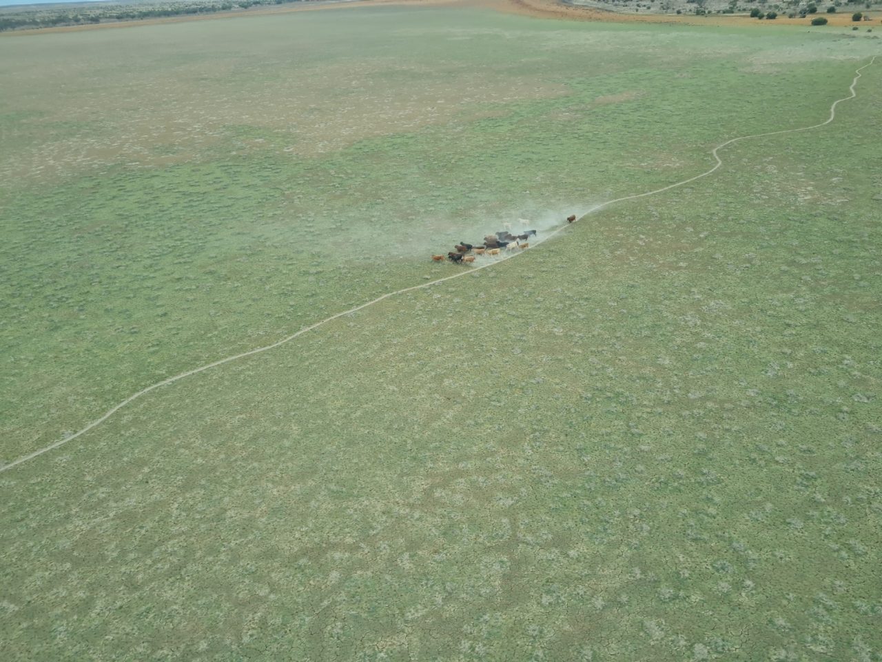 Aerial photo of dry lake covered in vegetation. Cattle running across the middle of the lake kicking up dust