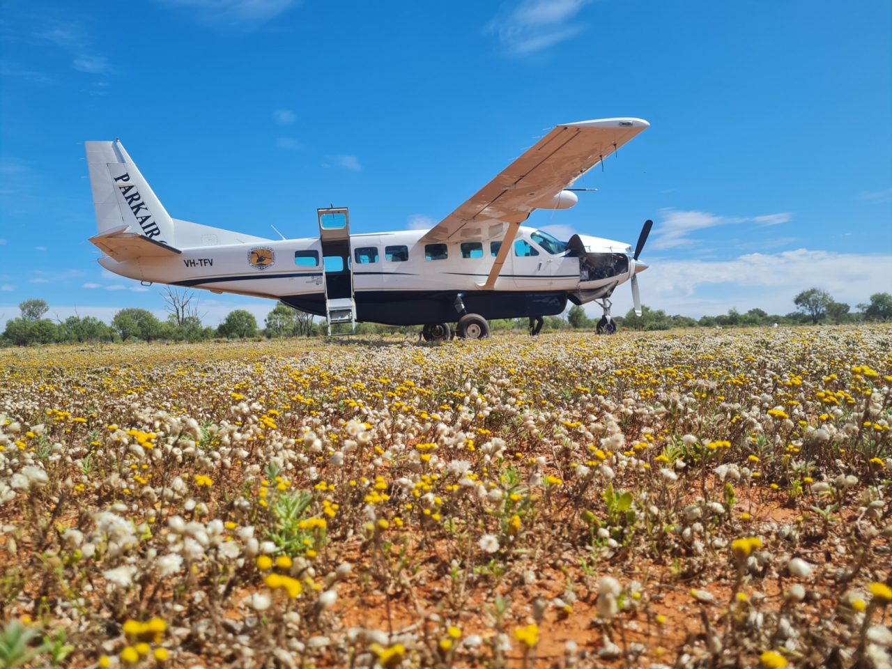 Photo of NSW National Parks and Wildlife small plane, cessna, light aircraft in the desert with a carpet of wildflowers covering the orange soil, on a bright sunny blue sky day