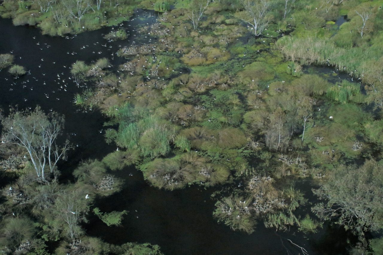 Aerial photo of wetland surrounded by lush green vegetation with hundreds of straw-necked and Australian white ibis flying and in situ nesting