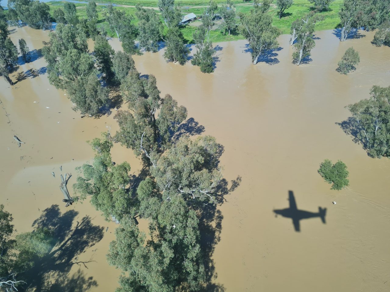 Aerial photo of river flowing over it's banks onto the lush green floodplian, there are trees in the water being inundated, the water is light brown. There is a barn and several livestock yards on the floodplain,  at risk of being submerged. The shadow of the plane is on the water in foreground, it is a sunny day.