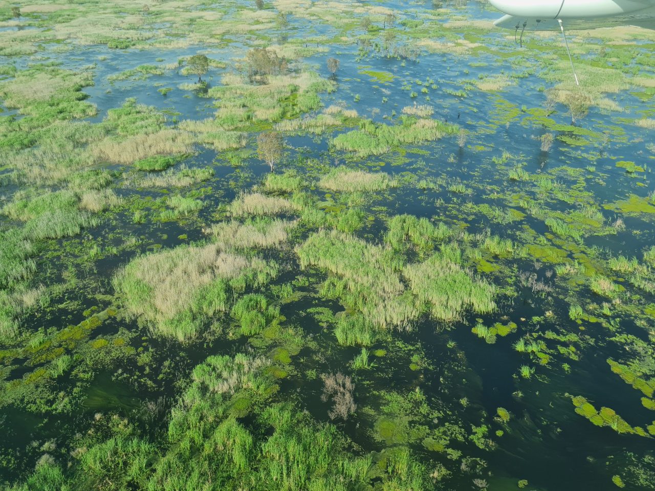 Aerial photo of a very full wetland and green vegetation growing up through the water and some green water vegetation growing on the surface.