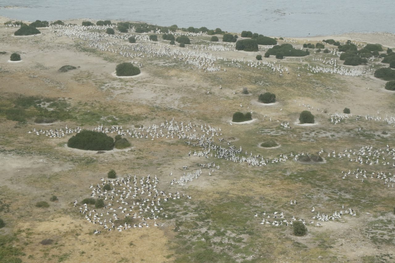 pelican colony