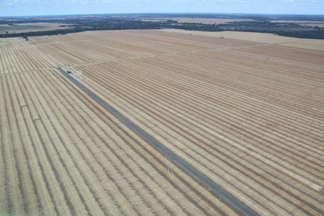 Recently harvested crop in rows