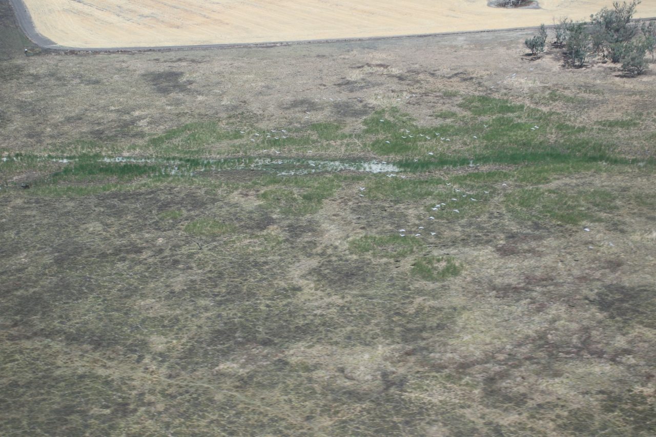 wetland and paddock behind