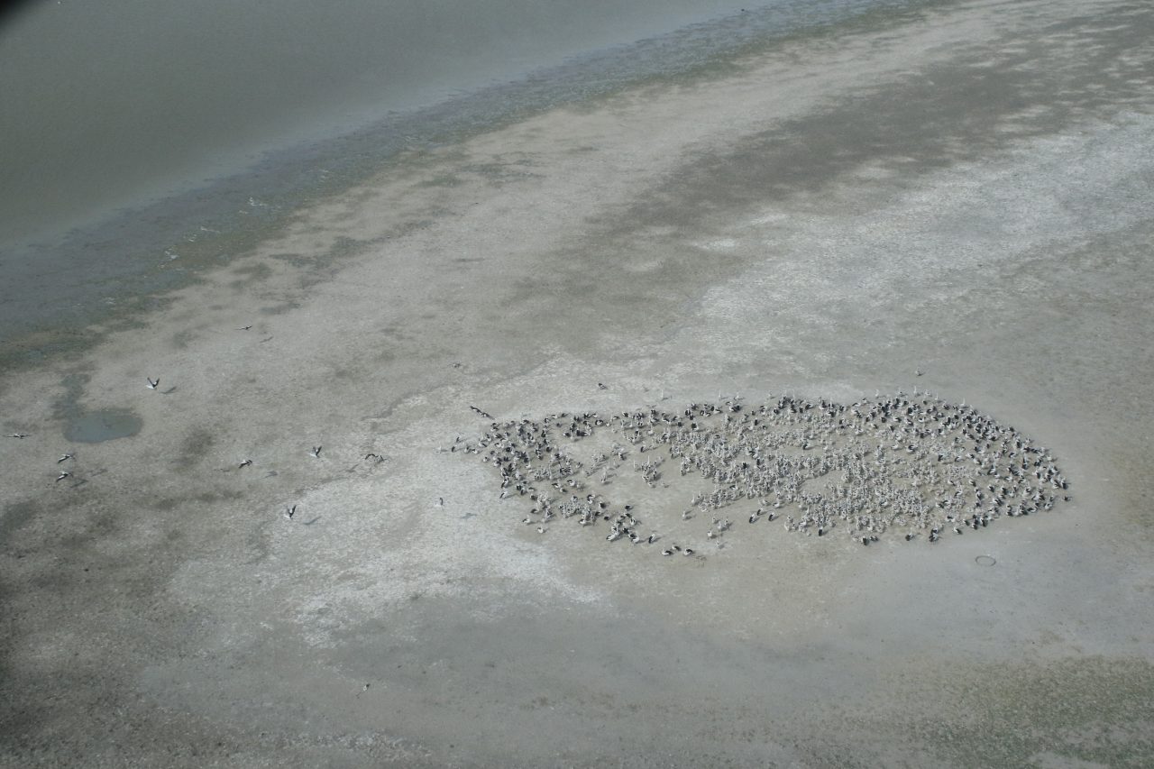 Pelican colony on inland lake
