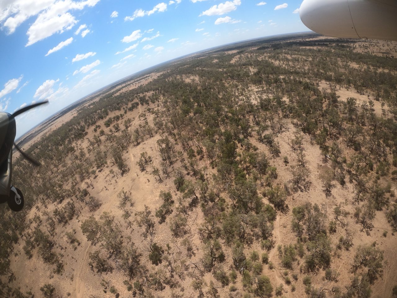 Outback floodplain vegetation