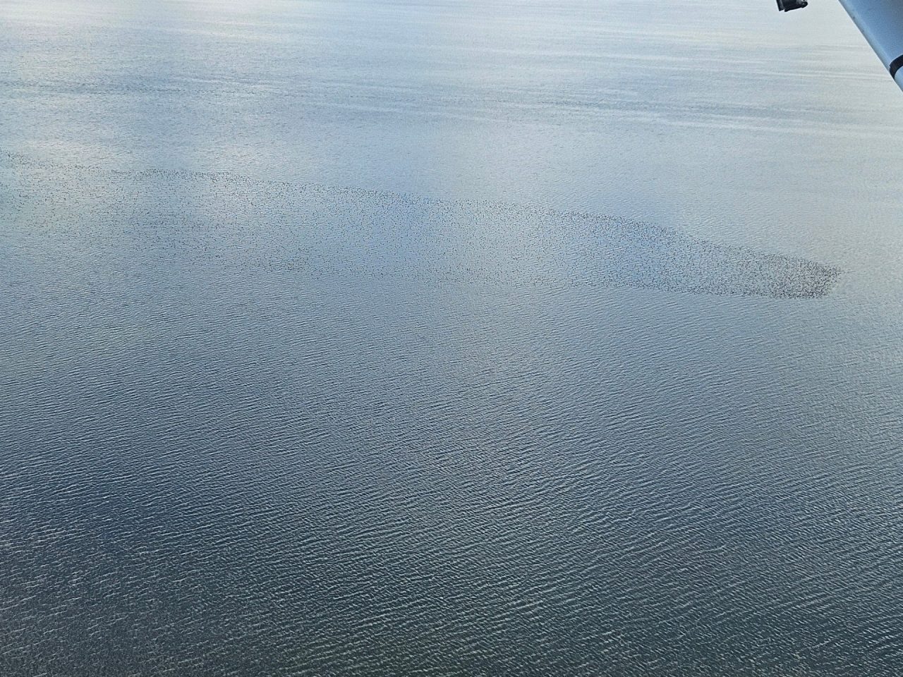 Aerial photo birds floating on lake surface